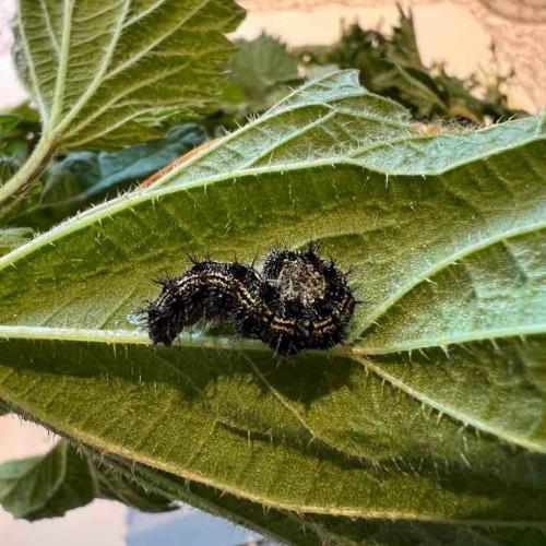 Schmetterling