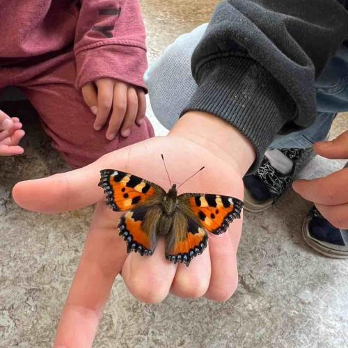 Schmetterling
