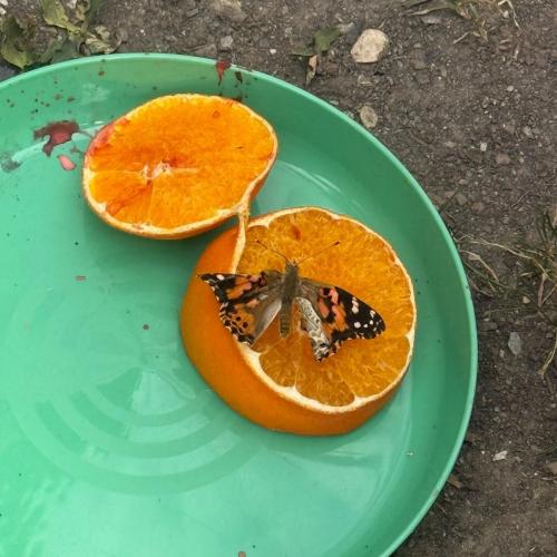 Schmetterling